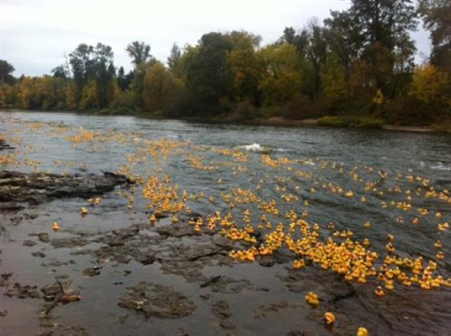 Interact At Duck Race